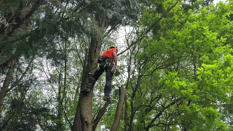 How Our Tree Care Process Works  in Anaconda, MT